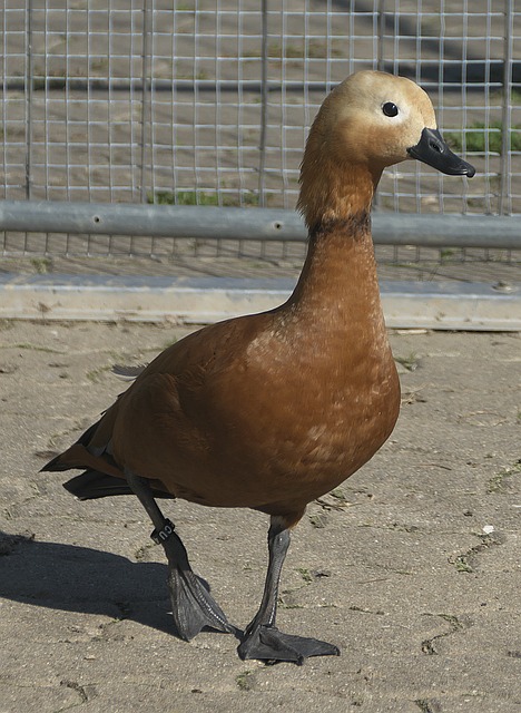 场新星