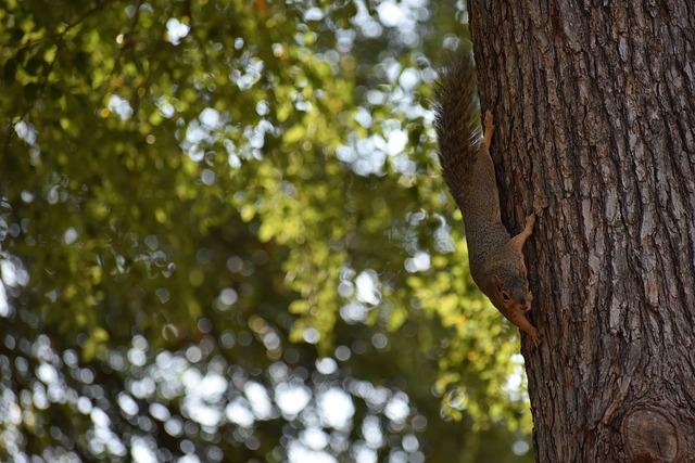 的城市庆典 的城市庆典